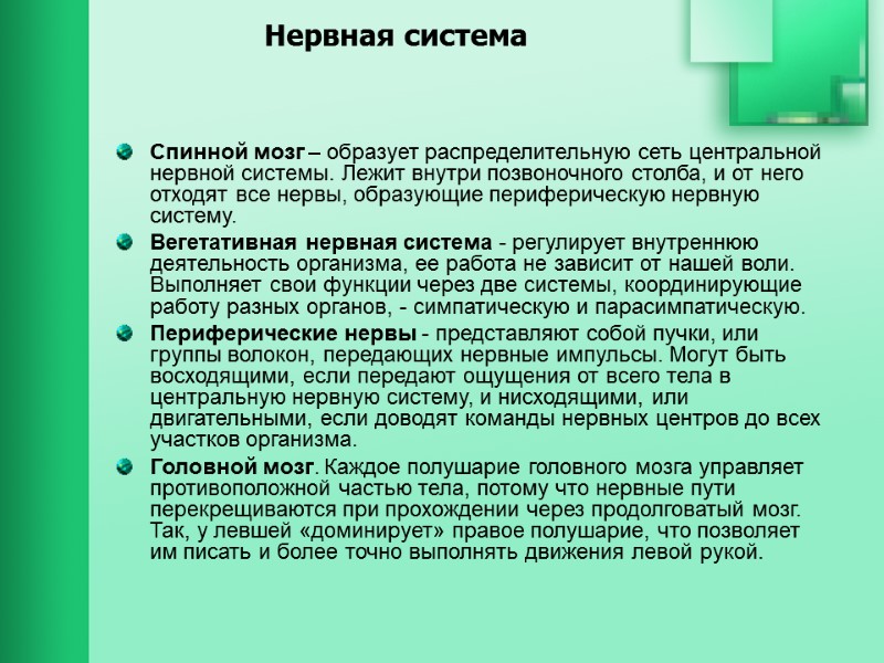 Нервная система Спинной мозг – образует распределительную сеть центральной нервной системы. Лежит внутри позвоночного